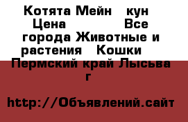 Котята Мейн - кун › Цена ­ 19 000 - Все города Животные и растения » Кошки   . Пермский край,Лысьва г.